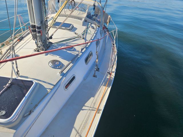 Sadler 34 'Ossory' photo
