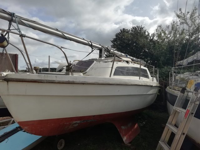 'Stargazer' Sunray 21